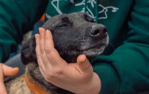 Фахівець із каністерапії