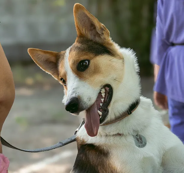 dog