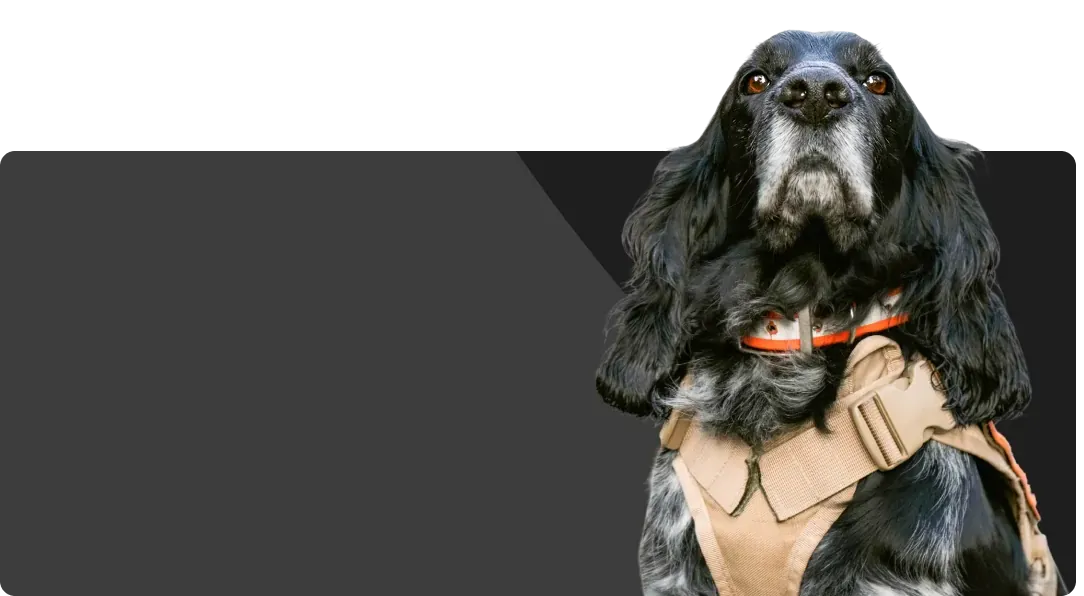 spaniel